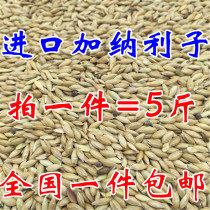 Imported Ghana Lizi Parrot bird food oil tip millet white tip millet grass seed bird food nationwide