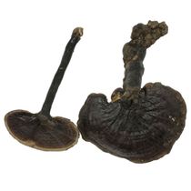 Purple Ganoderma lucidum wild Ganoderma lucidum purple products 13 years old shop half a catty four hundred buy more discount is not bitter Ganoderma lucidum