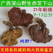 21 years of tail goods clearance Guangxi deep mountains pure wild Ganoderma lucidum traditional nourishing 9-13cm250G