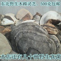 Northeast Changbai Mountain tree tongue Ganoderma lucidum Wood hoof wild fungus Wood hoof layer pore fungus Wood Ganoderma hoof Ganoderma lucidum Horseshoe