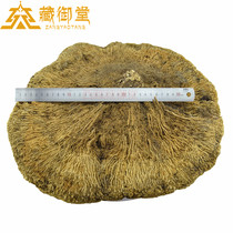 Tibet Snowy Forest Rinzhi Wild Snow Lingzhi 1 Catgrass Lucid Lucid and Lucid Lucid
