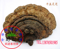 Pure wild Ganoderma lucidum (flat-covered Ganoderma tree tongue tribute) wild promise shipped from Wuzhishan District