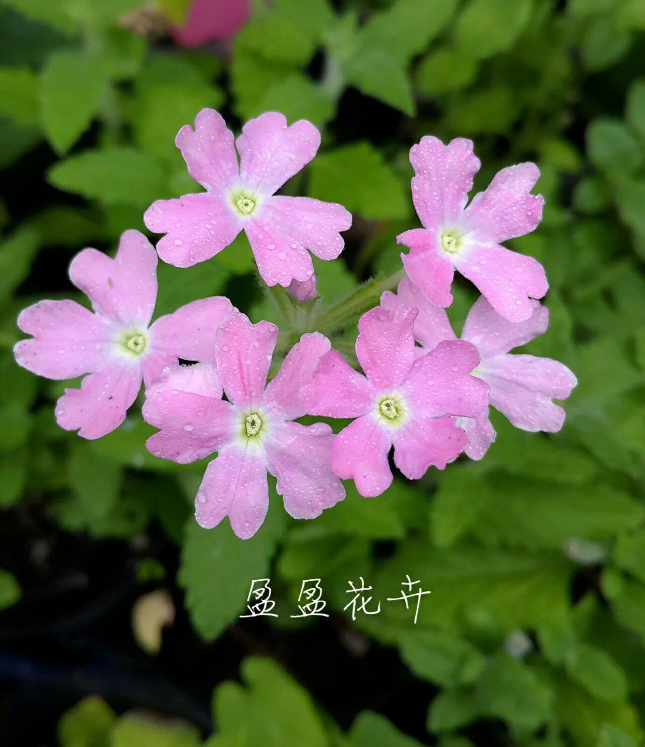 盈盈花卉 多年生草本花卉 美女樱 浅粉 7厘米穴盆苗 一盆2株