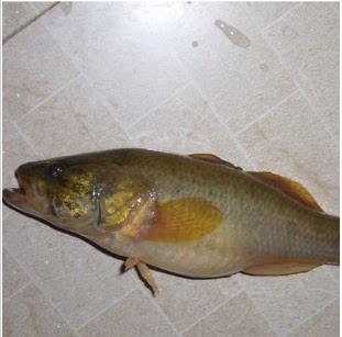 东北松花江.乌苏里江川小老头鱼黑龙江抚远县特产东北纯江野生鱼