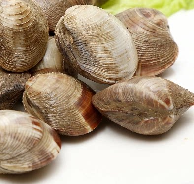 新鲜 天然鲜活四不像干蛤蜊蚬子杂色莲贝蛤蛎花蛤肉即食海鲜批发