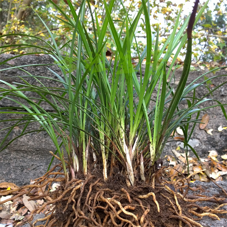 兰草之恋交友网★仯妇⒏2297444(∮)』