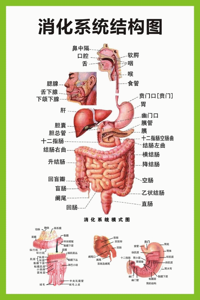 人体下体结构图 大奶妹550014768