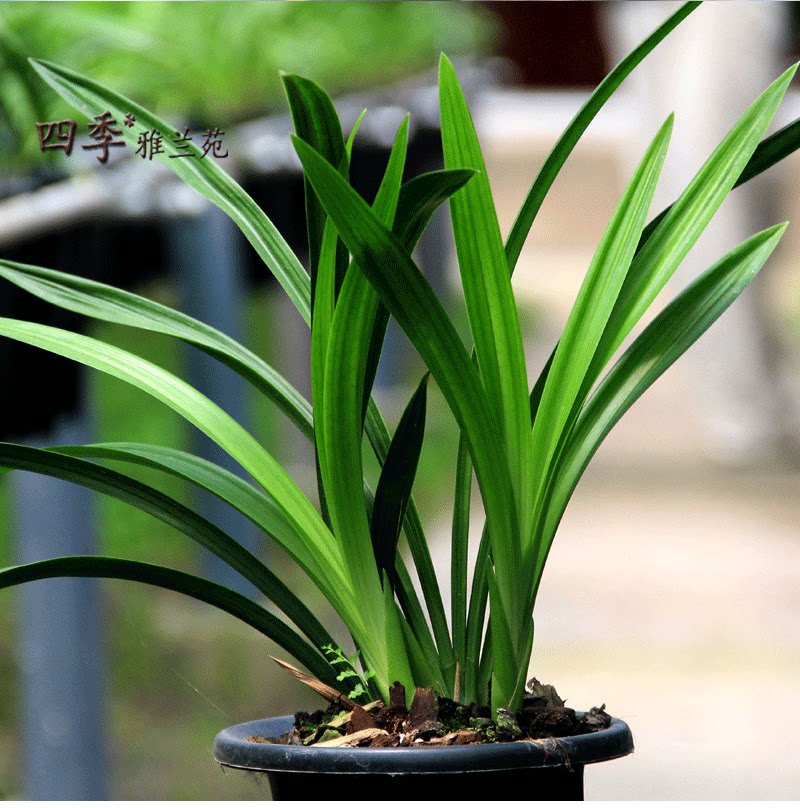 兰草之恋征婚网【大波姐82297444(q)】