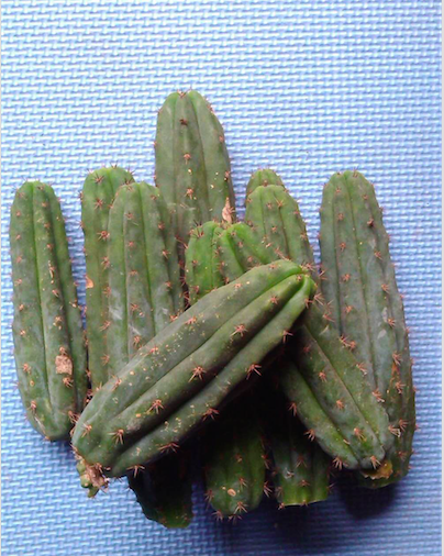 待根3*15cm多闻柱