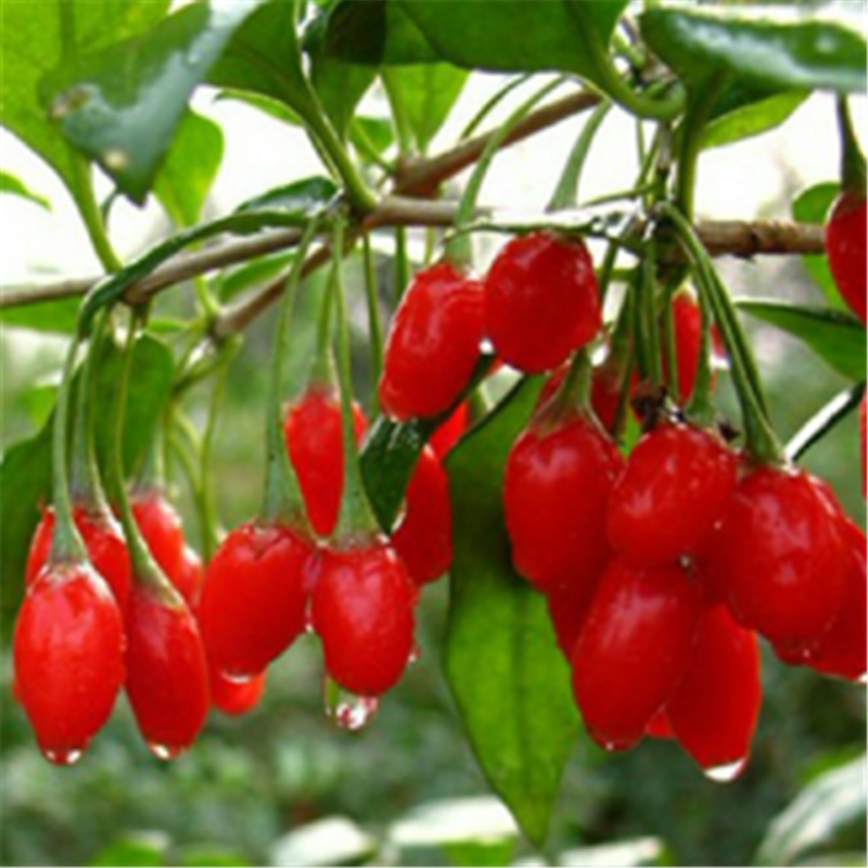 枸杞苗 盆栽植物 2年苗开花结果 攀缘植物果树苗 营养价值高