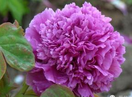 【大魏紫】预定,2015年秋发货,菏泽牡丹花苗,洛阳牡丹,正宗牡丹