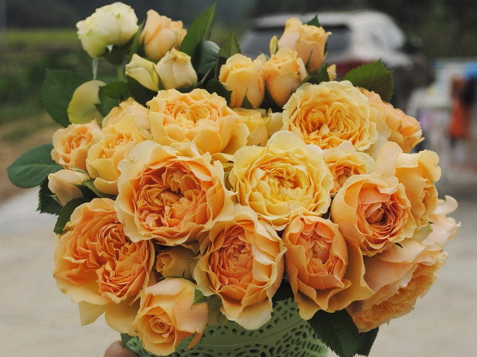 【铃兰家】 木星王阳台 (又叫杏色露台)大花微月 v9方杯苗