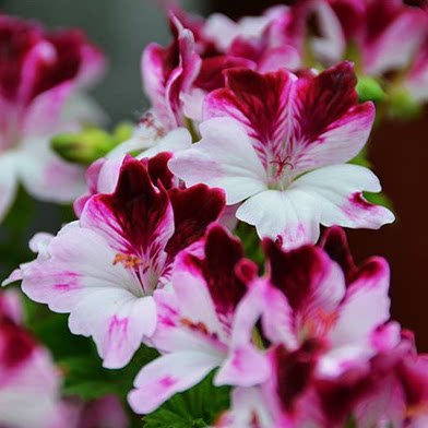 天使系列天竺葵黛比debbi开花苗