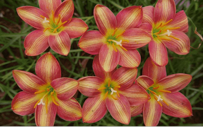 印尼风雨兰 22号z.gemini