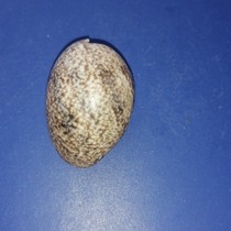 Taiwan Jujube snail 3 7 cm F Produced in the Philippines 