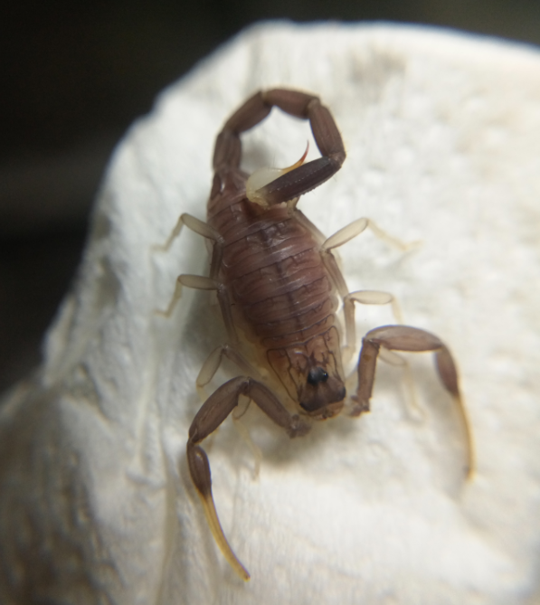 Jordanian Stalker Scorpion Leiurus Jordanensis LJ Artificially Bred Pet