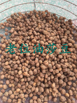 Spot Dried Beans 2021 Oil Sand Beans Oil Sand Beans Tiger Nuts Tiger Nuts 500 g Home Grown