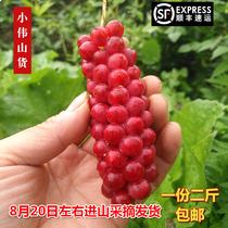 Fresh schisandra Qinling North and south Schisandra soup soak water Chinese herbal medicine soak wine 2 pounds of SF Airlines