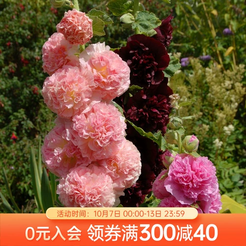 Сад Хайди Тяжелые лепестки Холлихола и мечта Персик Олун Корт Сад Сад растения и растения легко до небес