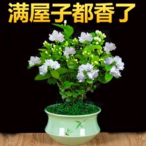 Jasmine potted indoor living room Balcony Four seasons green flowering constant aroma Mosquito repellent Air purification plant flowers
