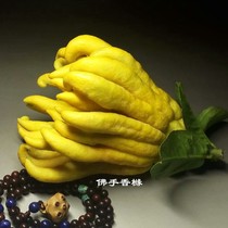 Super big fruit Jinhua bergamot fresh bergamot bergamot bergamot citron fruit clear green fruit Golden bergamot fruit