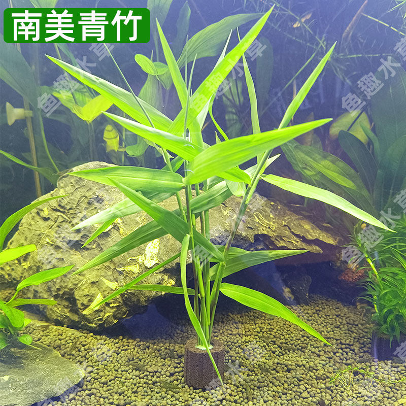 青竹水草真草-青竹水草真草促销价格、青竹水草真草品牌- 淘宝