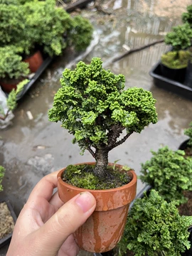 石化桧-石化桧促销价格、石化桧品牌- 淘宝