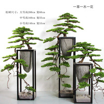 Large landing cliff cypress pine bonsai simulation welcome pine Arhat pine sales office model room decorative green plant ornaments