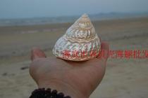 6-7cm colorful Pearl Tower snail pearl luster Mediterranean natural shell conch collection snail