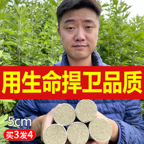 Hubei Qichun Ai Li Shizhen Ai Zhen Aizhu 5cm coarse Thunder fire moxibustion 5cm thick pure Ai family use dampness