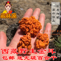 Wild golden fungus brain ear yellow ear Snow Plateau Tibet Linzhi specialty dry goods half a catty soft waxy