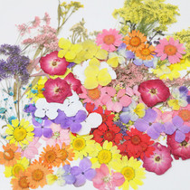 Dried flower specimen material childrens handmade diy makeup dry flower glue photo photography photography rubbing material large package cheap