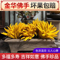Now pick Jinhua Bergamot fruit Golden Bergamot flower Fresh Bergamot with branches Water raising Ornamental play Qing for food offerings