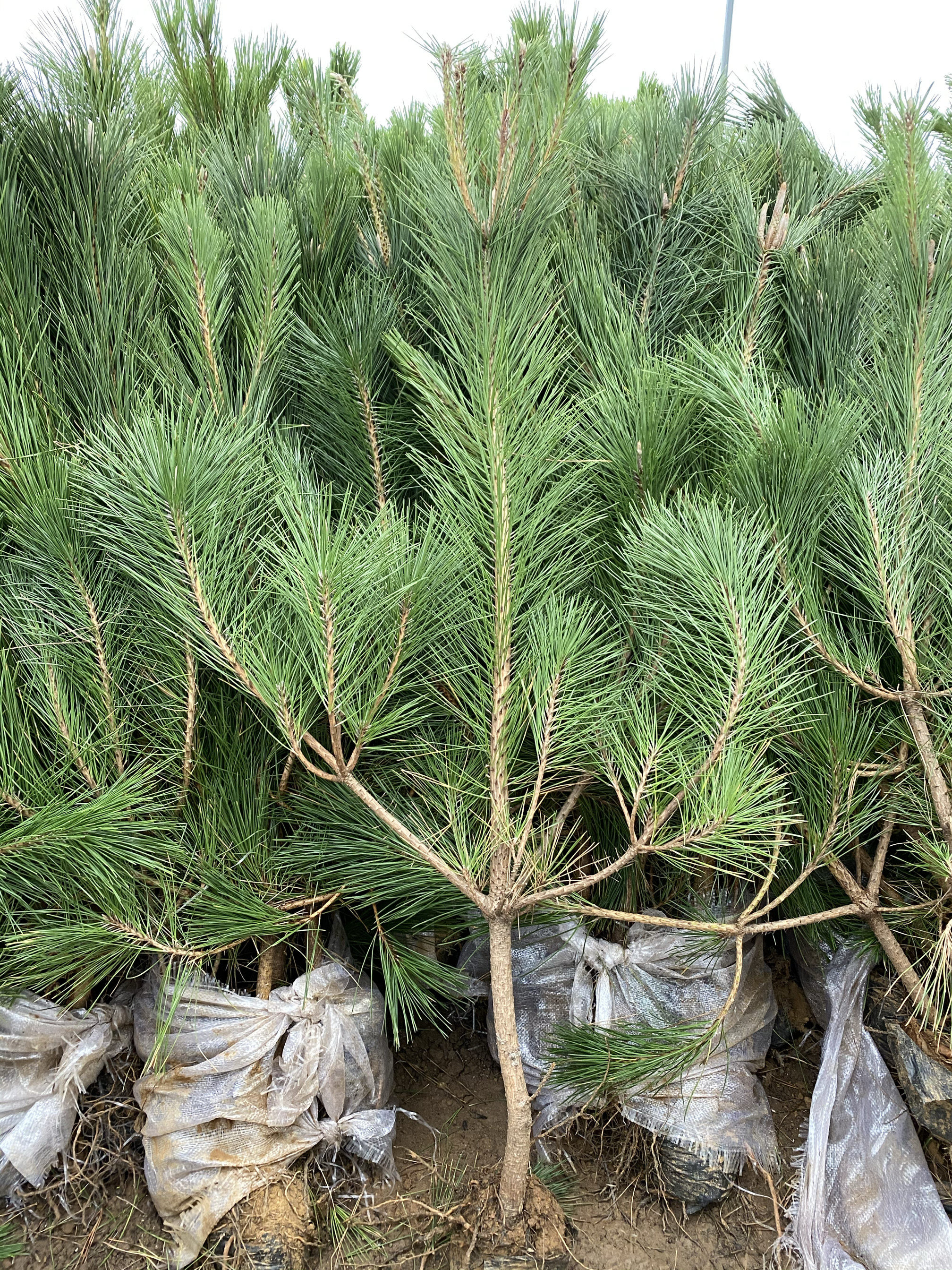 黑松苗-黑松苗促销价格、黑松苗品牌- 淘宝