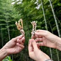 2021 nian new 200 grams Cordyceps cicadae cicada flower authentic Cordyceps cicadae Cordyceps cicadae Cordyceps sinensis