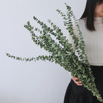 Nordic minimalist eucalyptus round leaves air-dried real flowers dry branches living room festival long floor-to-ceiling decoration shooting props