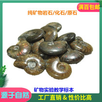 Recommended Fidelity natural polished colored snail fossil ammonite transfer snail single price