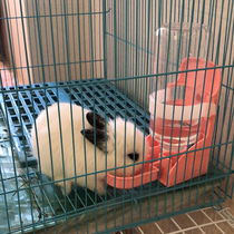 Rabbit Automatic Drink Drink Water Drink Hanging Dragon Cat Kettle Chicken Water Bowl Feed Water Bottle Dutch Pig Rabbit supplies