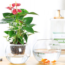 Hydroponic plant glass bottle green radish vase glass transparent indoor water culture vessel large desktop hydroponic flower pot