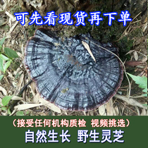 Guangxi Pure wild Ganoderma Lucidum Purple Ganoderma Lucidum Black Ganoderma Lucidum Linzhi Natural wild Ganoderma lucidum can be sliced and powdered 250g