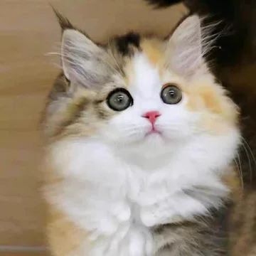 三花猫幼崽-三花猫幼崽促销价格、三花猫幼崽品牌- 淘宝