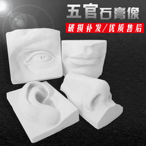 Huiyue art plaster figure head portrait basic shape facial features solid surface plaster sketch equipment Eye Ear mouth nose