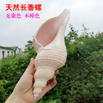 Natural conch shell long incense snail old horn snail conch incision can blow the Taoist horn snail number