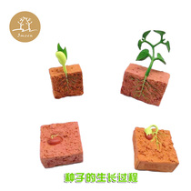 Simulation animal plant growth process model seed soybean growth cycle early education children Science and Education toys