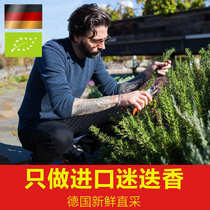 Germany imported Rosemary memory scented tea refreshing refreshing the brain to solve the lack of tea natural high three grass tea