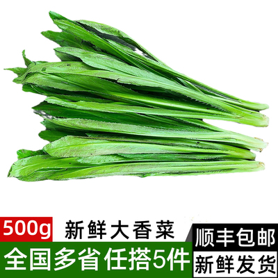 Свежий кориандр 500G 香 芫 芫 芫 新 新 新 新 新 新 新 新 芫荽 芫荽 芫荽 芫荽