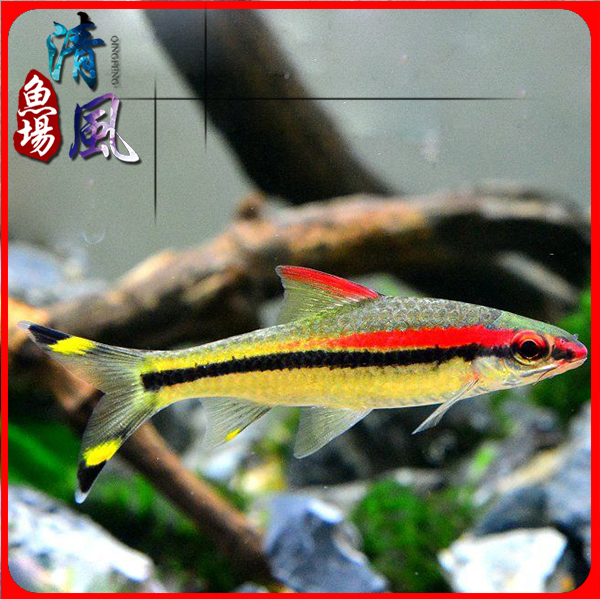 One-brow Taoist Red-brow Taoist cross-back Tropical freshwater fish Ornamental fish Lamp family group swimming fish Small fish package live