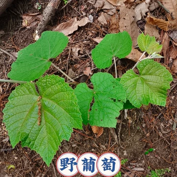 野葡萄 苗 ③ 野葡萄苗-野葡萄苗促销价格、野葡萄苗品牌- 淘宝