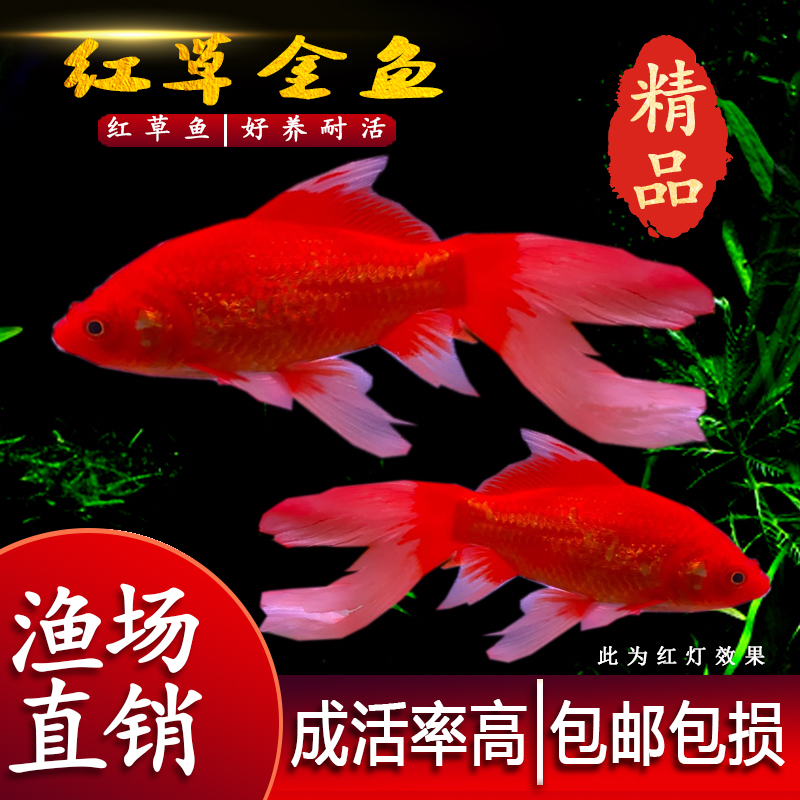 Long-tailed big red grass gold live goldfish live fish Koi freshwater ornamental fish Cold water unheated live fry lucky