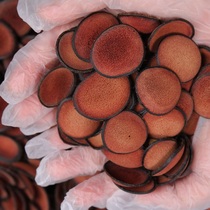  The second half-price old lady antler slices dry slices soaked in water red powder slices Male soaked in wine gift box antler pruning